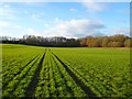 Farmland, Faringdon