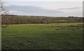 Pasture near Corstone Moor