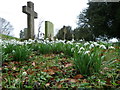 Snowdrops, Berwick St John