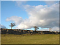 Limestone scar and trees by Sayle Lane, Great Asby