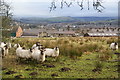 Sheep above Newtown