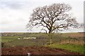 Oak near Ingleigh Green