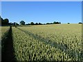 SU5475 : Farmland, Yattendon by Andrew Smith