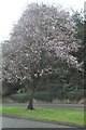 Truro : Blossom on Tregolls Road