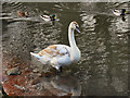Swan on Newton Lake (1)