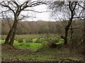 Field near Upcott