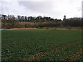 View to Sun Rising Covert from the footpath