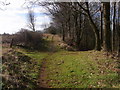 Path  / track junction above the trees