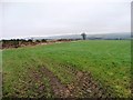 SE1611 : Farmland at Farnley Moor End by Christine Johnstone