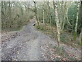 Footbridge in Little Birch Wood by Dodd