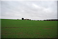 Farmland on the Hoo Peninsula