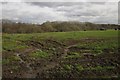 Field at Riddiford