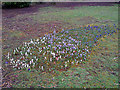 Crocus in West Park