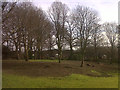 Sandbach park - felled trees