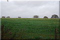 Farmland by Parish Lane