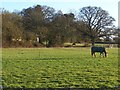 Ponies grazing near Home Farm