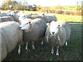 Group of Sheep