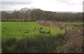 Pasture, Dolton Beacon