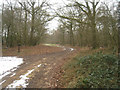 Test Way entering Harewood Forest