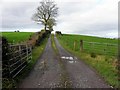H3646 : Lane, Carrownagillagh by Kenneth  Allen