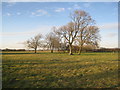 Ash trees and snowdrops