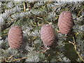 SU7135 : Atlas Cedar Cones by Colin Smith