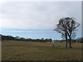 Site of Catsbury Wood/Hackhurst Field