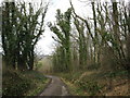 Ivy covered trees on Gainsborough Hill