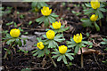 Winter Aconites, Cedars Park, Cheshunt, Hertfordshire