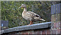 Mallard on Bridge, Cedars Park, Cheshunt, Hertfordshire