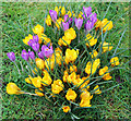 Crocus, Cedars Park, Cheshunt, Hertfordshire