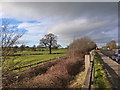 Pasture, fence, drainage ditch, road and winter tree, A449 near Kingcoed