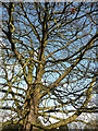 Detail of oak, Dulwich Park