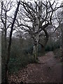 Lesnes Abbey Woods Path