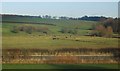 Grazing cattle by the Staffordshire and Worcestershire Canal