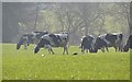 Mid Devon : Cattle Grazing