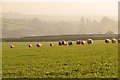 Mid Devon : Sheep Grazing