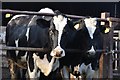 ST0216 : Mid Devon : Murley Farm Cattle by Lewis Clarke