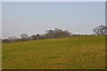 ST0216 : Mid Devon : Grassy Field by Lewis Clarke