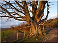 NS1168 : Ancient tree at farm junction, Mid Ardyne by Alan Reid