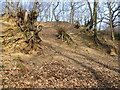 Erosion in Darenth Wood