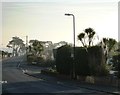 Palm trees, Pampas Grass, Penwill Way, Clennon Valley