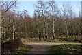 Footpath junction in Shaw Forest Park