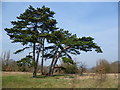 On Dartford Heath