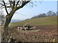 Feeding time in the Talgarth area, near Llanvaches