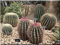 TQ0658 : Cactusville, Wisley by Colin Smith