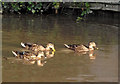 Ducks near Long Lane Bridge in Middlewich, Cheshire