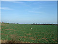 Farmland, Sort Hills