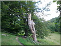 Dead tree near Bishop Oak