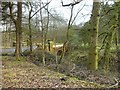 Small bridge in grounds of former Lennox Castle Hospital